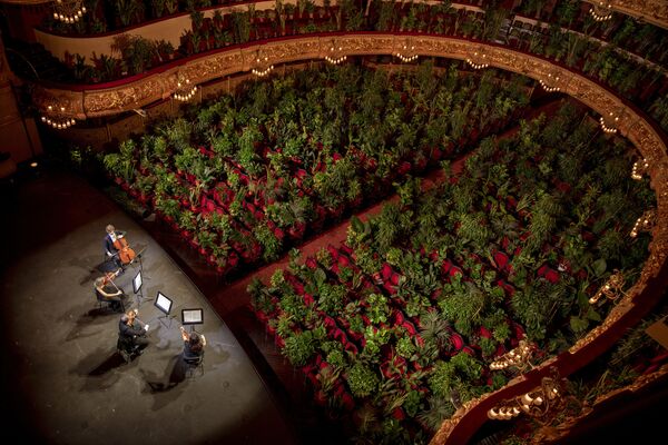 Музыканты репетируют в Gran Teatre del Liceu в Барселоне, где места в зале заняты растениями  - Sputnik Узбекистан