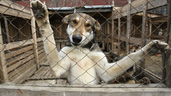 Собака гуляет в вольере - Sputnik Узбекистан