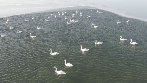 Остановка на зимовку: десятки белых лебедей прилетели на озеро Караколь в Казахстане - Sputnik Ўзбекистон