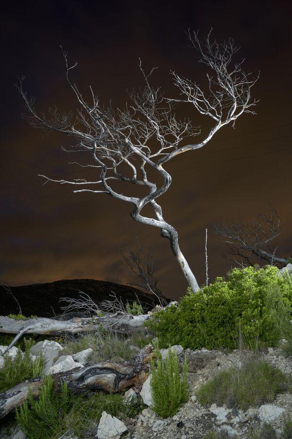 Снимок Мертвое дерево французского фотографа Чарльза Кселота, победивший в категории Меняющиеся леса конкурса-2020 Earth Photo. - Sputnik Узбекистан