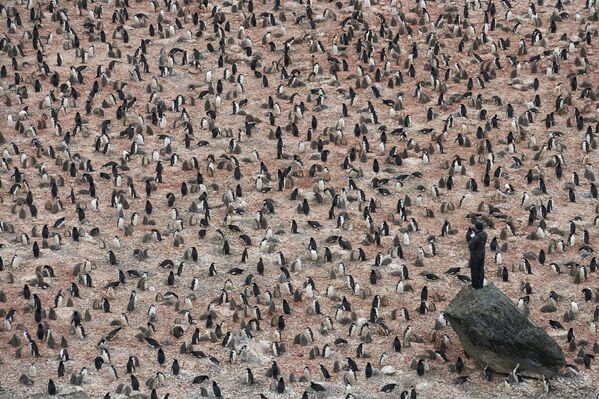 Снимок Пингвины-ученые в Антарктике шведского фотографа Кристиана Аслунда, вошедший в шорт-лист категории Изменения климата конкурса Earth Photo 2020. - Sputnik Узбекистан
