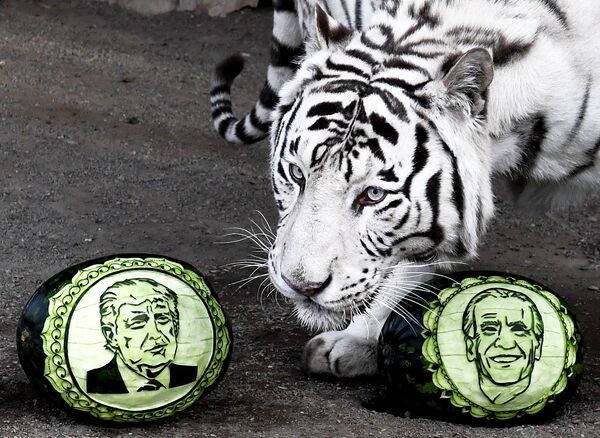 Белый бенгальский тигр Хан выбирает из двух арбузов, на которых вырезаны портреты кандидатов в президенты США – Дональда Трампа и Джозефа Байдена, в Парке флоры и фауны Роев ручей - Sputnik Узбекистан