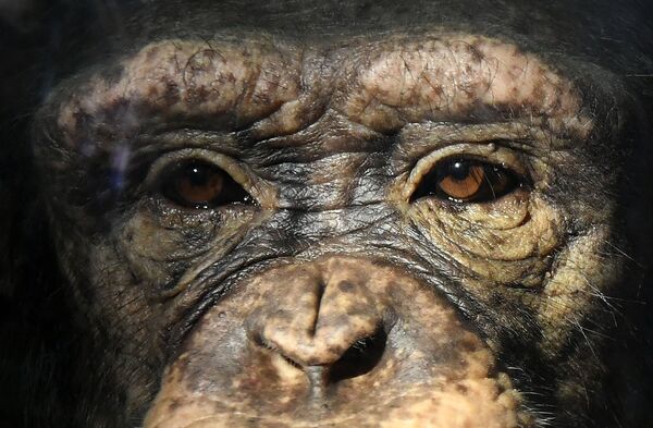 Молодая самка шимпанзе Анфиса в парке флоры и фауны Роев ручей на окраине Красноярска - Sputnik Узбекистан