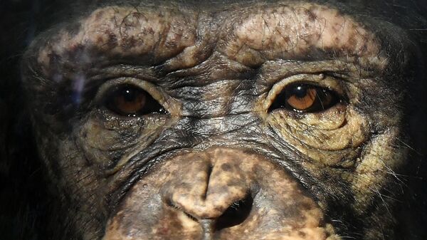 Молодая самка шимпанзе Анфиса в парке флоры и фауны Роев ручей на окраине Красноярска - Sputnik Ўзбекистон