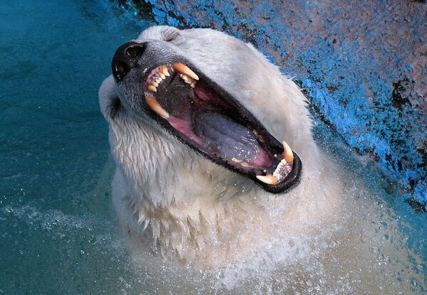 Белый медведь Феликс в парке флоры и фауны Роев ручей в Красноярске - Sputnik Узбекистан
