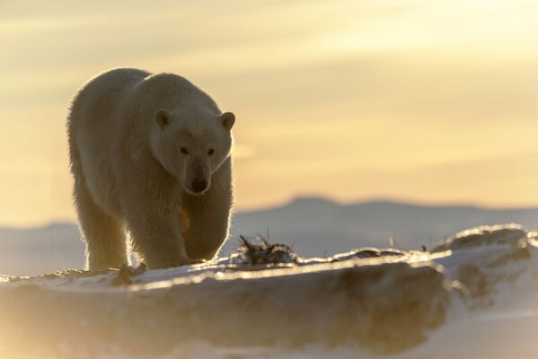 Белый медведь на берегу Восточно-Сибирского моря - Sputnik Узбекистан