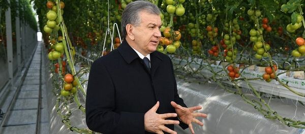 Президент Узбекистана Шавкат Мирзиёев посетил тепличное хозяйство в Хорезмской области - Sputnik Узбекистан