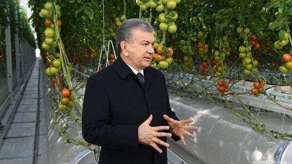 Президент Узбекистана Шавкат Мирзиёев посетил тепличное хозяйство в Хорезмской области - Sputnik Узбекистан