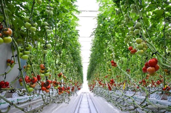 Шавкат Мирзиёев поручил создать лаборатории при каждой теплице Шавкат Мирзиёев поручил создать лаборатории при каждой теплице - Sputnik Узбекистан