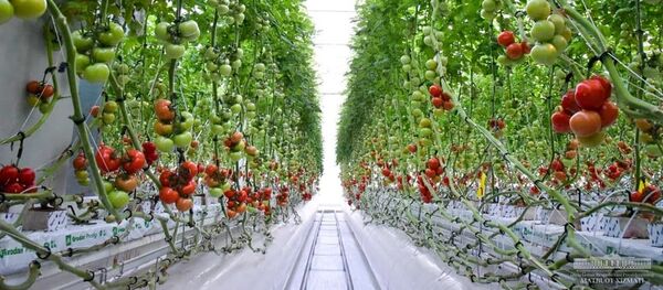 Томаты в тепличном хозяйстве в Хорезмской области Томаты в тепличном хозяйстве в Хорезмской области - Sputnik Узбекистан