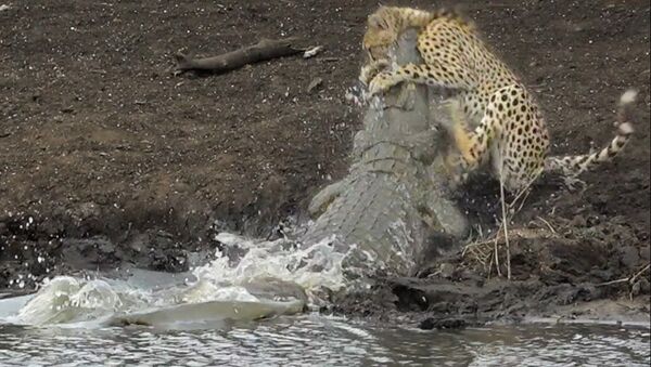 Krokodil za doli sekundi poymal geparda i utashil pod vodu - Sputnik O‘zbekiston