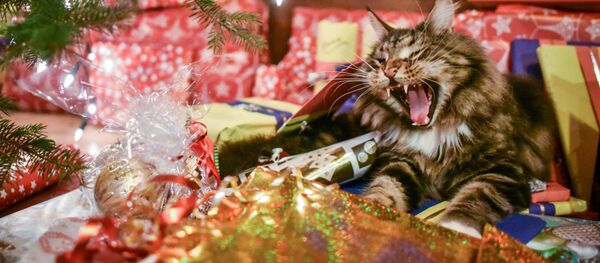 Кот зевает у елки - Sputnik Узбекистан