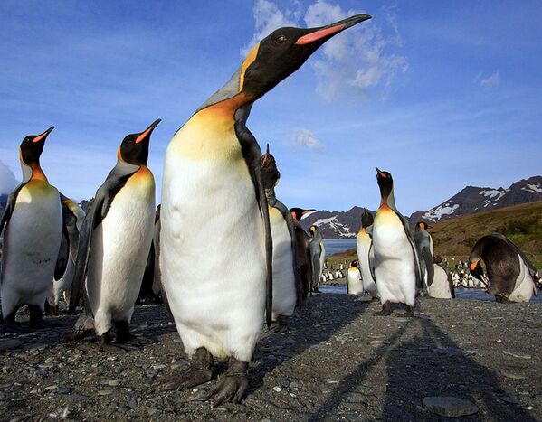  Пингвины на острове Южная Джорджия. - Sputnik Узбекистан