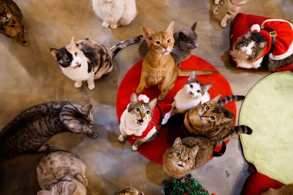 Кошки смотрят на Catgarden в Сеуле, Южная Корея. - Sputnik Узбекистан
