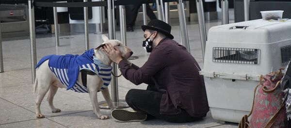 Turist s sobakoy v terminale 2 aeroporta Xitrou v Londone, Velikobritaniya  - Sputnik O‘zbekiston