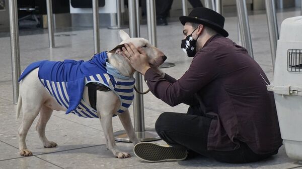 Турист с собакой в терминале 2 аэропорта Хитроу в Лондоне, Великобритания  - Sputnik Узбекистан