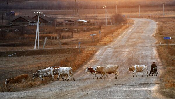 Пастух на мотоцикле и коровы возвращаются со степного пастбищ около деревни Сарагаш в Республике Хакасия - Sputnik Узбекистан