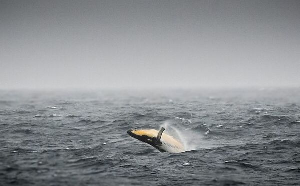 Горбатый кит в море Беллинсгаузена у побережья Антарктиды, расположенном в Тихоокеанском секторе Южного океана - Sputnik Узбекистан