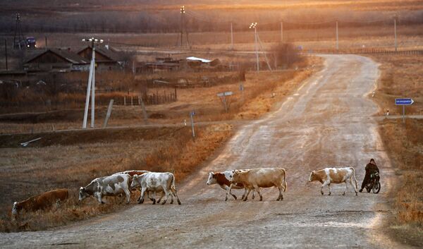 Пастух на мотоцикле и коровы возвращаются со степного пастбища около деревни Сарагаш в Республике Хакасия - Sputnik Узбекистан