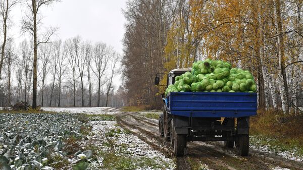 Уборка овощей в Новосибирской области - Sputnik Узбекистан