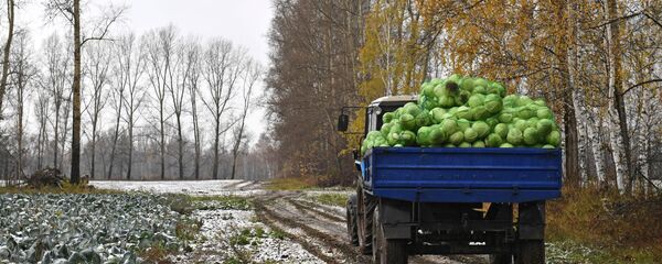 Уборка овощей в Новосибирской области - Sputnik Узбекистан