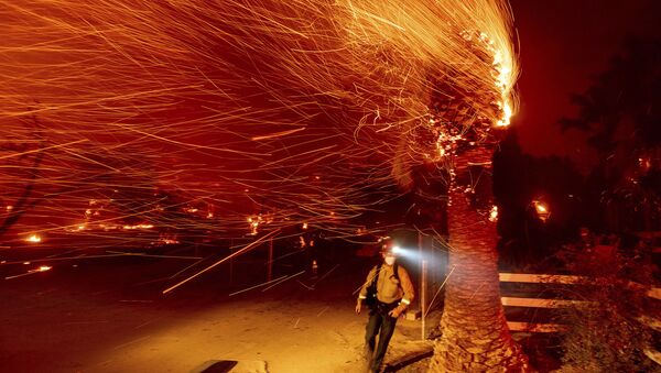 Пожарный проходит мимо горящего дерева во время тушения пожара  - Sputnik Узбекистан