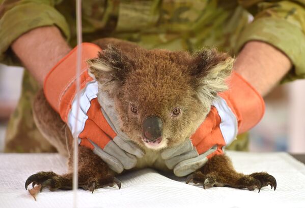 Раненая во время лесных пожаров в Австралии коала проходит лечение в импровизированном полевом госпитале в парке дикой природы острова Кенгуру - Sputnik Узбекистан
