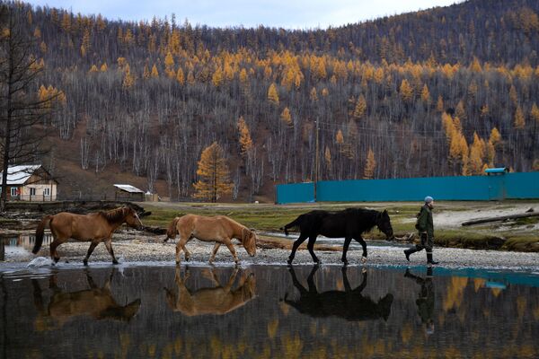 Местный житель ведет лошадей на пастбище вблизи села Алыгджер Тофаларского муниципального образования Иркутской области - Sputnik Узбекистан