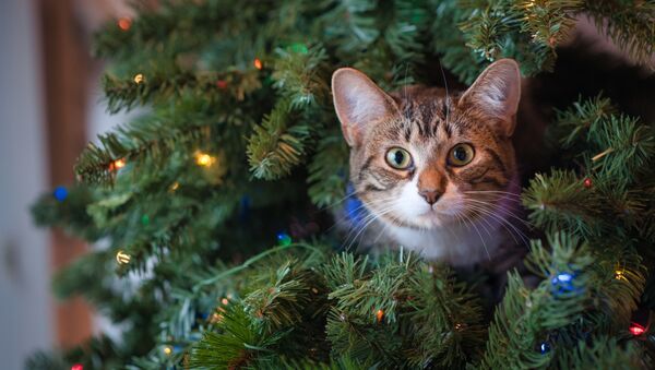 Кот выглядывает из новогодней елки - Sputnik Ўзбекистон