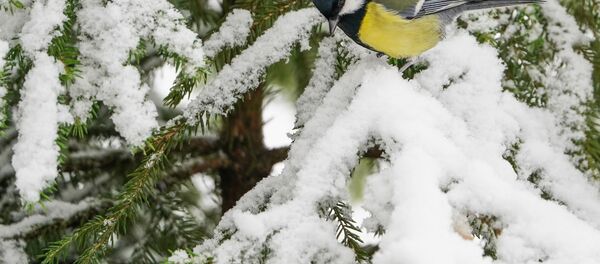 Zima - Sputnik O‘zbekiston