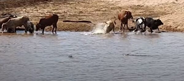 Krokodil utashil korovu v vodu  - Sputnik O‘zbekiston