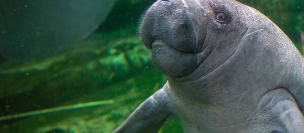 Ламантин - Sputnik Узбекистан