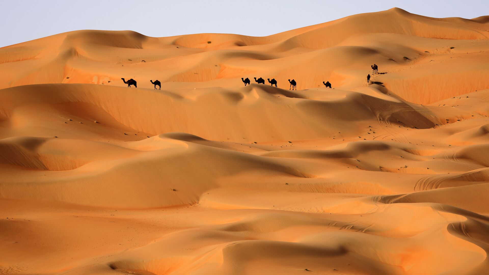 Верблюды в пустыне Лива в ОАЭ  - Sputnik Ўзбекистон, 1920, 24.11.2021