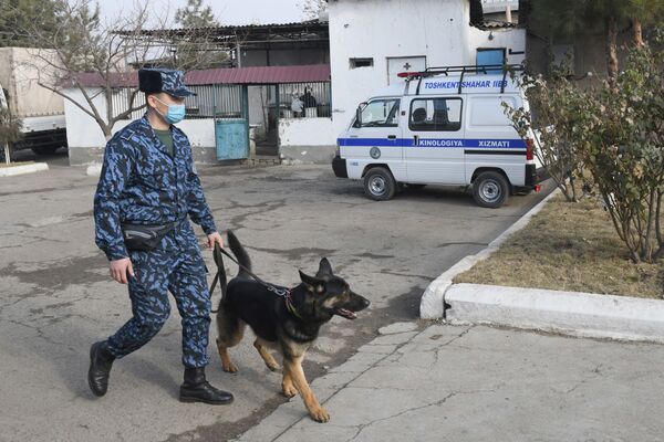 Для выбора направления, по которому будет работать собака, нужно как минимум четырехмесячное обучение.  - Sputnik Узбекистан