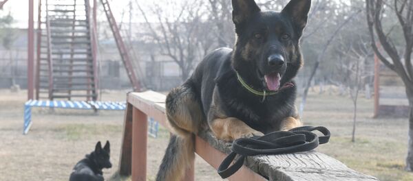 Овчарки готовы к занятиям - Sputnik Узбекистан