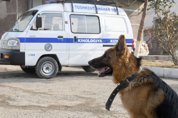 Собака рядом со служебной машиной Собака рядом со служебной машиной - Sputnik Узбекистан