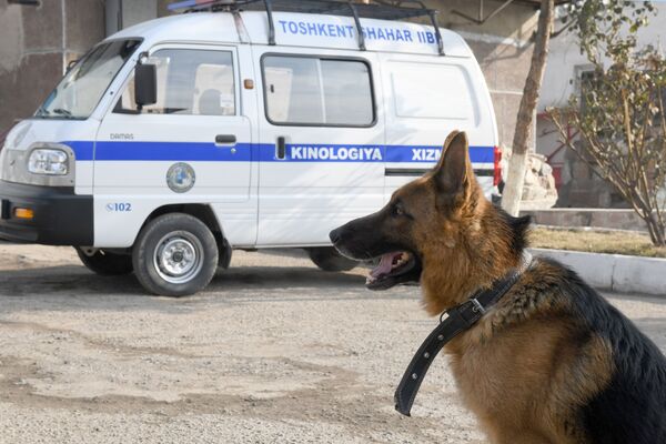 Каждая собака занимается по графику, например, до обеда — общий курс дрессировки, а во второй половине дня — спецкурс. - Sputnik Узбекистан