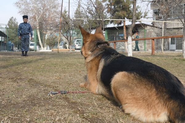 Рабочий день собаки длится 12 часов, а всего она отдает борьбе с преступностью девять лет своей жизни. - Sputnik Узбекистан