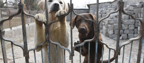 Щенки - Sputnik Узбекистан