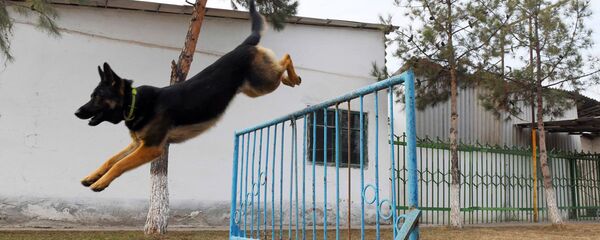 Пес, кокос и криминальный кросс: будни питомцев кинологического центра - Sputnik Узбекистан