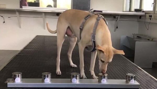 Нюх на COVID-19: могут ли собаки распознать зараженных коронавирусом? - YouTube - Sputnik Ўзбекистон