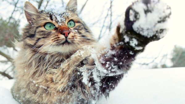 Кошка и снег - Sputnik Узбекистан