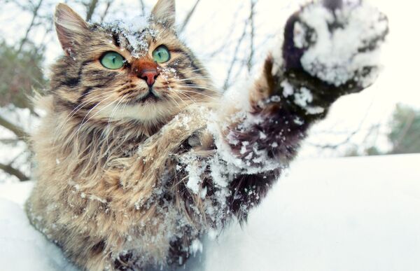 Кошка и снег - Sputnik Узбекистан