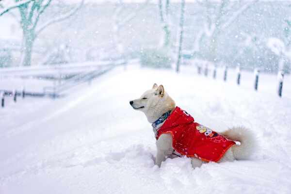 Собака искренне радуется зиме. - Sputnik Узбекистан