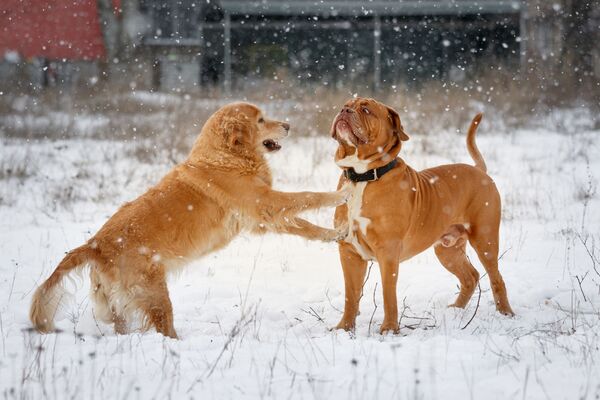 Собаки играют в снегу. - Sputnik Узбекистан