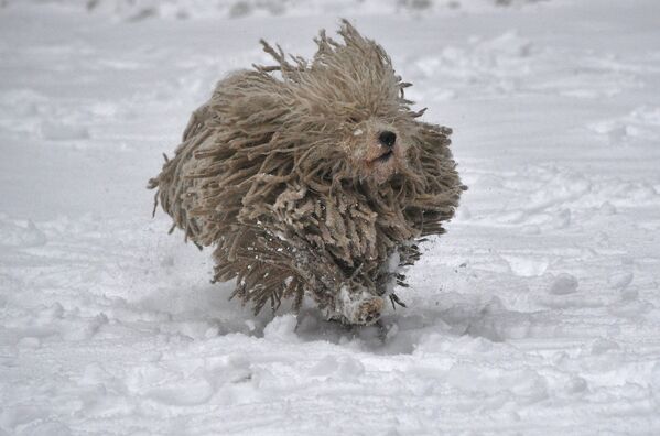Собака породы комондор радуется снегу в белорусском парке. - Sputnik Узбекистан