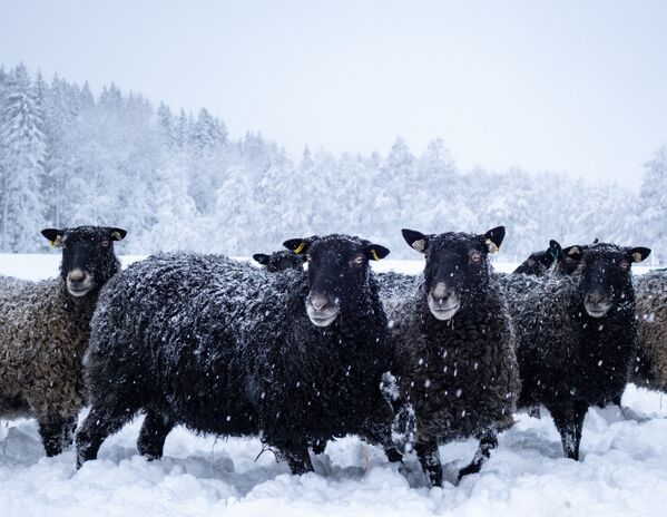 Овцы радуются зимней прогулке. - Sputnik Узбекистан