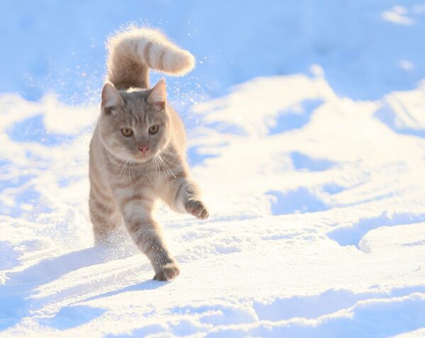 Кошку привычнее видеть у батареи, чем в снегу. - Sputnik Узбекистан