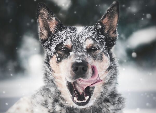 Собака облизывается во время снегопада - Sputnik Узбекистан