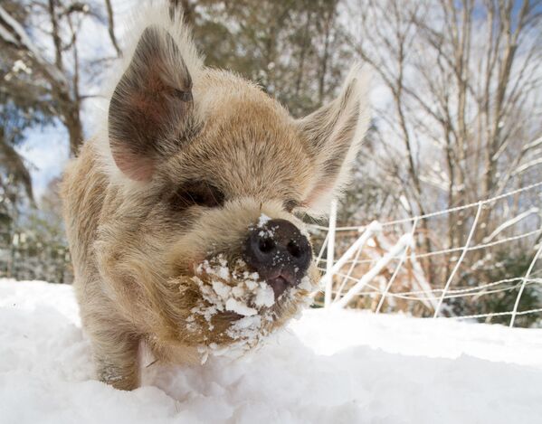 Свинья с удовольствием роет снег. - Sputnik Узбекистан